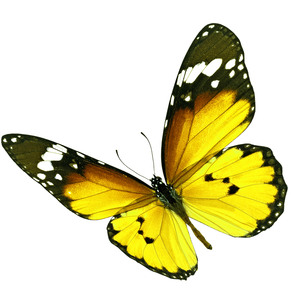 Papillon Schwaz, blanc, jaune